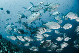 5 Effective Ways to Combat Plastic Pollution in Our Oceans