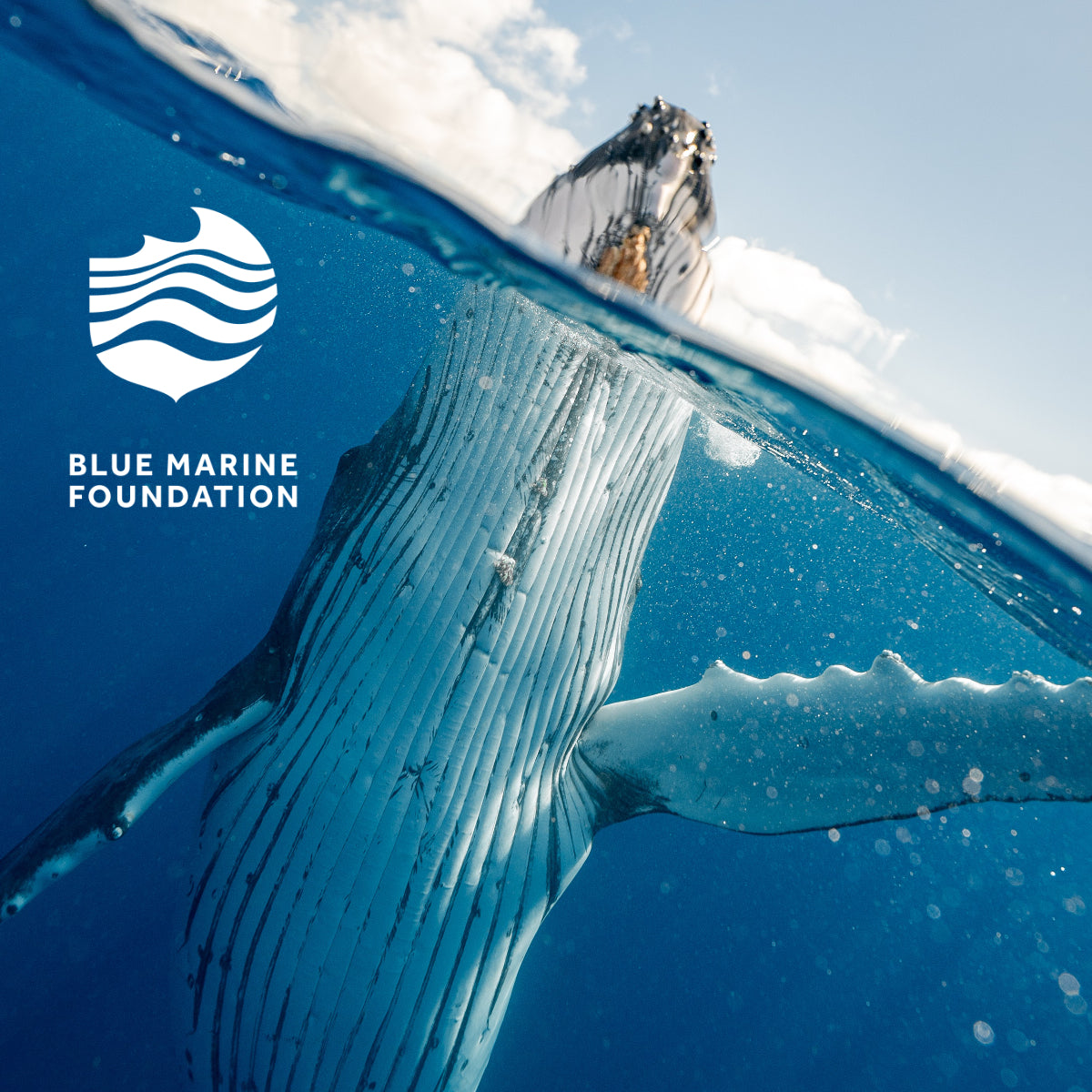 Support Ocean Health with This Purchase