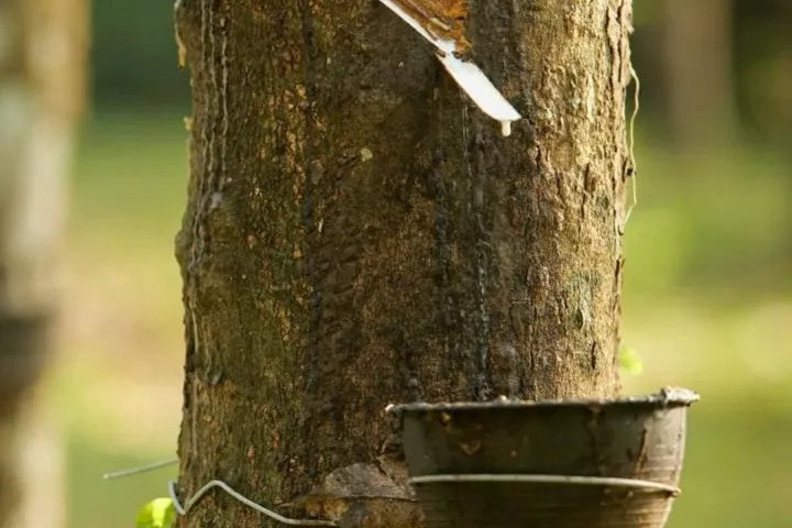 Yulex: performance rubber that grows on a tree